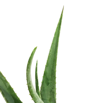 Aloe Vera, 8in