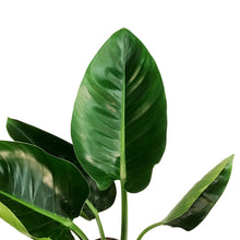 Load image into Gallery viewer, Philodendron, 6in, Green Princess
