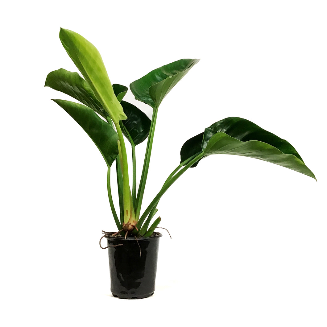 Philodendron, 6in, Green Princess