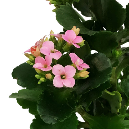 Calandiva Kalanchoe, 4in, Mandala Pink Light