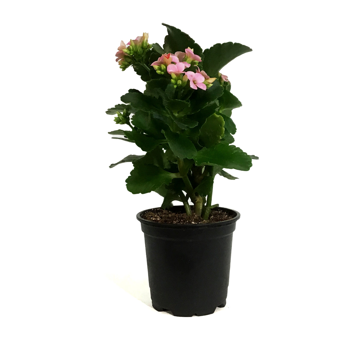 Calandiva Kalanchoe, 4in, Mandala Pink Light