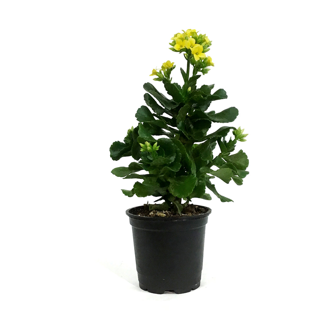 Calandiva Kalanchoe, 4in, Mandala Yellow