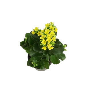 Calandiva Kalanchoe, 4in, Mandala Yellow