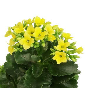 Calandiva Kalanchoe, 4in, Mandala Yellow