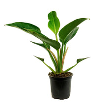 Load image into Gallery viewer, Philodendron, 4in, Rojo Congo
