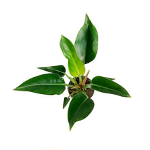 Load image into Gallery viewer, Philodendron, 4in, Rojo Congo

