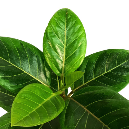 Ficus,10in, Altissima Yellow Gem