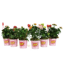Load image into Gallery viewer, Kalanchoe Valentine&#39;s Planter, 4in, Love Tin Pot
