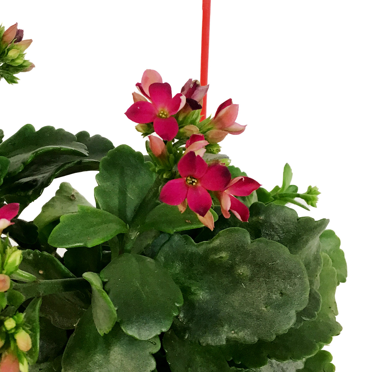 Kalanchoe Valentine's Planter, 4in, Large Hearts