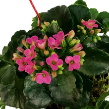 Load image into Gallery viewer, Kalanchoe Valentine&#39;s Planter, 4in, Large Hearts
