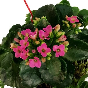 Kalanchoe Valentine's Planter, 4in, Large Hearts