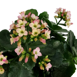 Kalanchoe Valentine's Planter, 4in, Large Hearts
