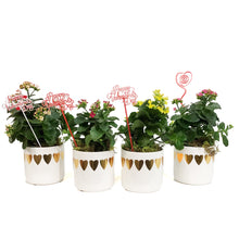 Load image into Gallery viewer, Kalanchoe Valentine&#39;s Planter, 4in, Large Hearts
