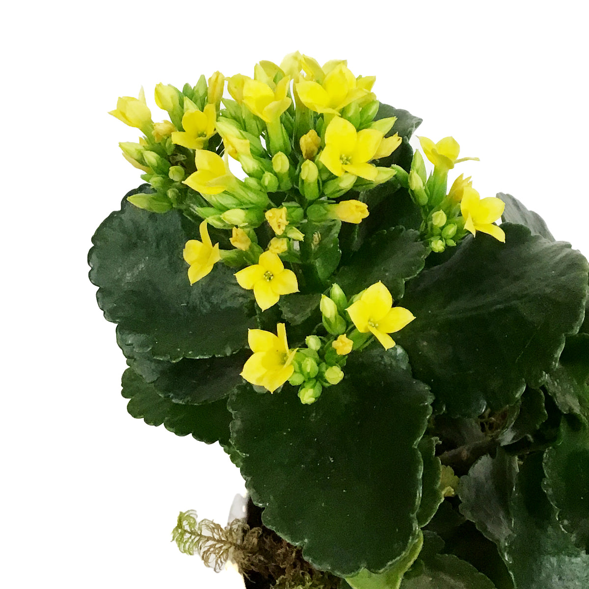 Kalanchoe Valentine's Planter, 4in, Small Hearts