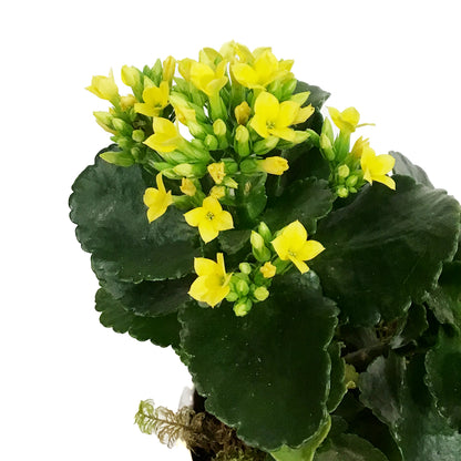 Kalanchoe Valentine's Planter, 4in, Small Hearts