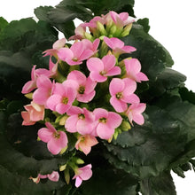 Load image into Gallery viewer, Kalanchoe Valentine&#39;s Planter, 4in, Small Hearts
