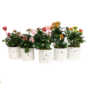 Kalanchoe Valentine's Planter, 4in, Small Hearts