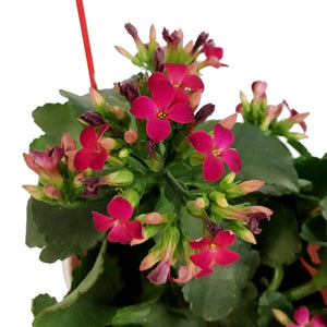 Kalanchoe Valentine's Planter, 4in, Red Love Pot