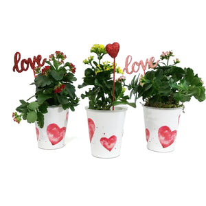 Kalanchoe Valentine's Planter, 4in, White Pot