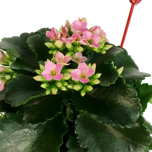 Kalanchoe Valentine's Planter, 4in, Pink Pot