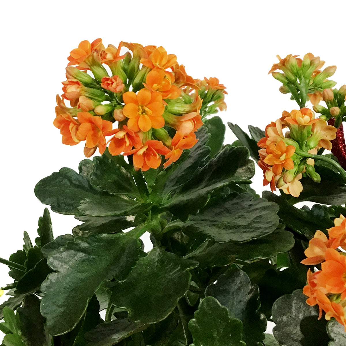Kalanchoe Valentine's Planter, 4in, Pink Pot