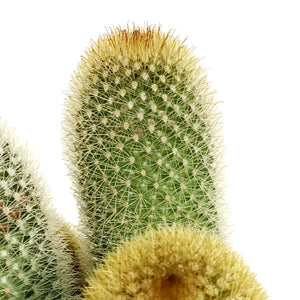 Cactus, 5in, Mammillaria 'Bristle Brush'