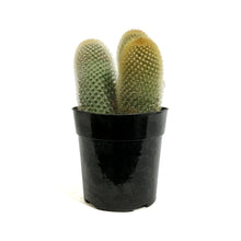 Load image into Gallery viewer, Cactus, 5in, Mammillaria &#39;Bristle Brush&#39;

