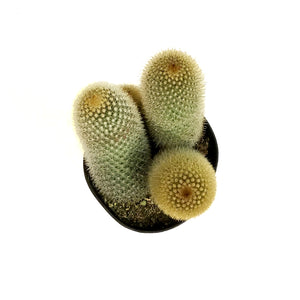 Cactus, 5in, Mammillaria 'Bristle Brush'