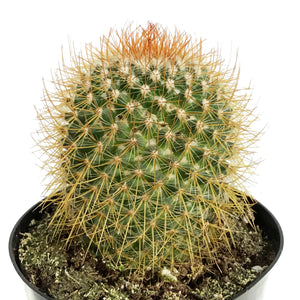 Cactus, 5in, Mammillaria Pringlei