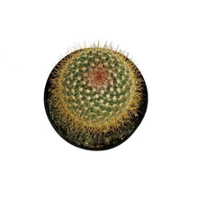 Load image into Gallery viewer, Cactus, 5in, Mammillaria Pringlei

