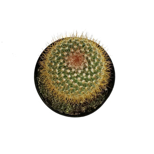 Cactus, 5in, Mammillaria Pringlei