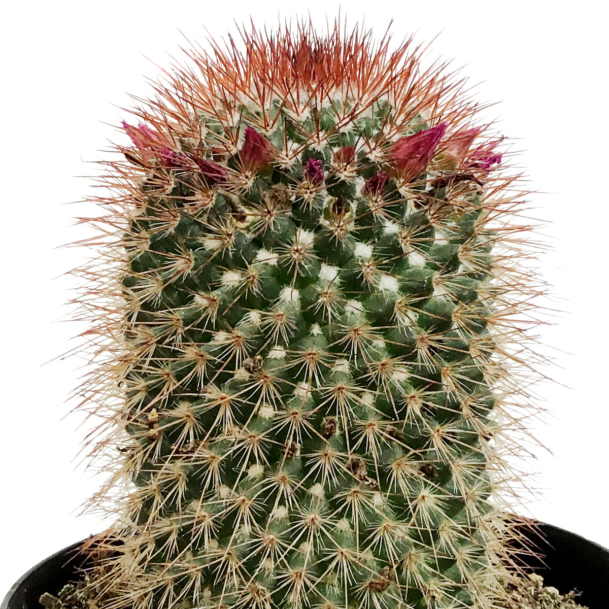 Cactus, 5in, Mammillaria Spinosissima
