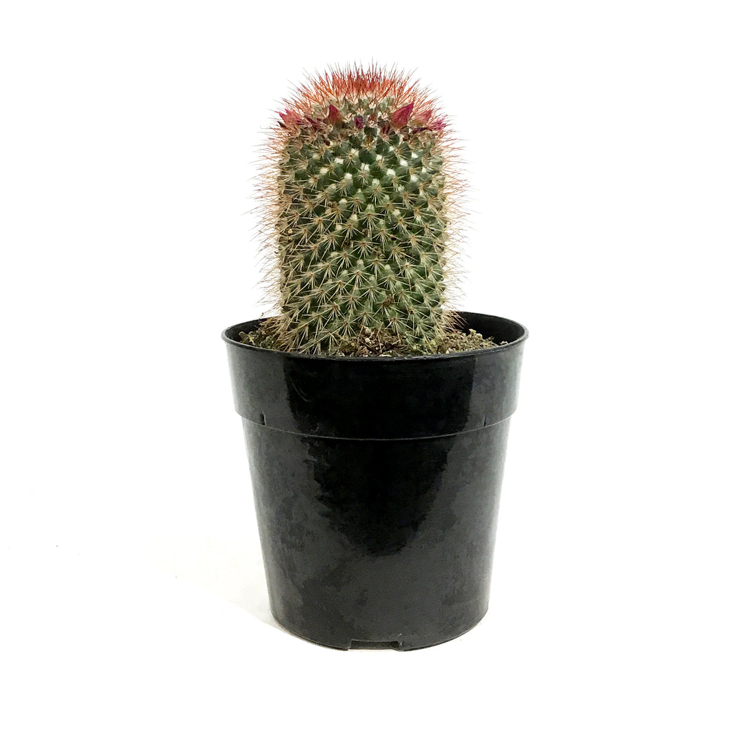 Cactus, 5in, Mammillaria Spinosissima