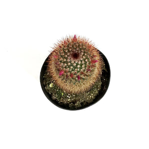 Cactus, 5in, Mammillaria Spinosissima