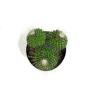 Cactus, 5in, Mammillaria Spinosissima Un Pico