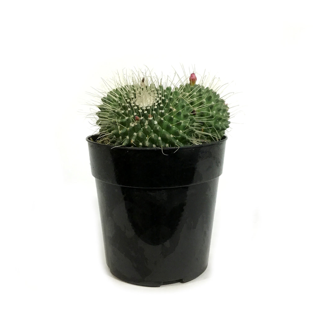 Cactus, 5in, Mammillaria Spinosissima Un Pico