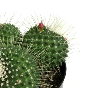 Cactus, 5in, Mammillaria Spinosissima Un Pico