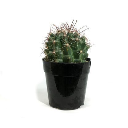 Cactus, 5in, Ferocactus Wislizenii