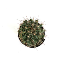 Load image into Gallery viewer, Cactus, 5in, Ferocactus Wislizenii
