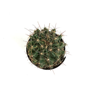 Cactus, 5in, Ferocactus Wislizenii