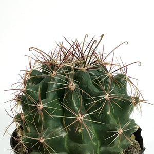 Cactus, 5in, Ferocactus Wislizenii