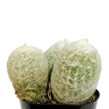 Load image into Gallery viewer, Cactus, 5in, Espostoa &#39;Peruvian Old Lady&#39;
