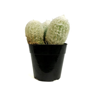 Cactus, 5in, Espostoa 'Peruvian Old Lady'