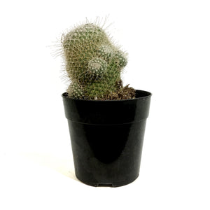 Cactus, 5in, Mammillaria Nobilis