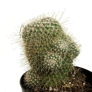 Cactus, 5in, Mammillaria Nobilis