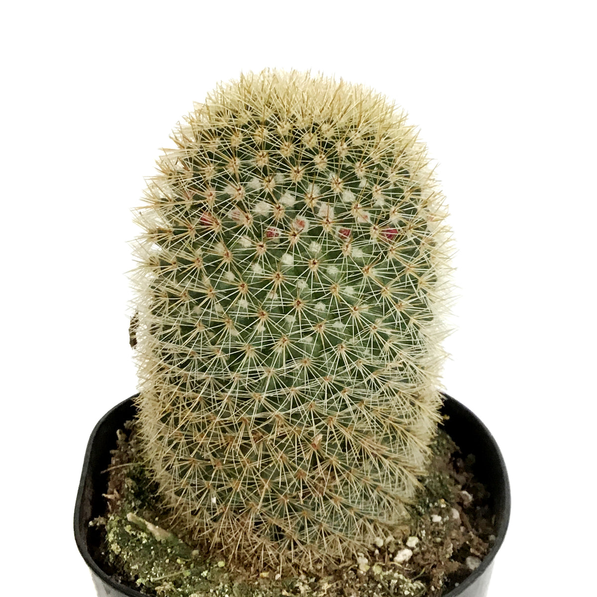 Cactus, 5in, Mammillaria matudae 'Thumb Cactus'