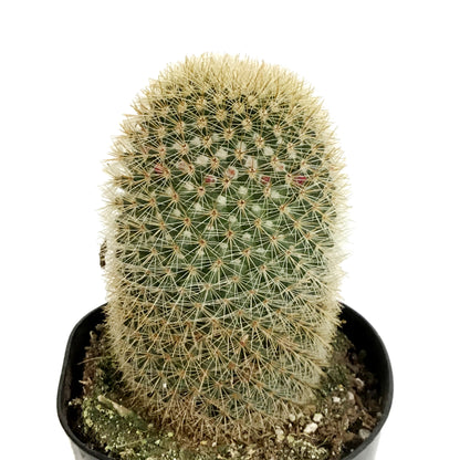 Cactus, 5in, Mammillaria matudae 'Thumb Cactus'