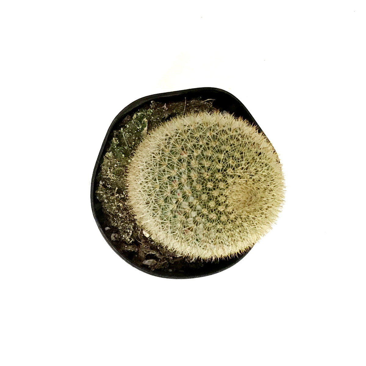 Cactus, 5in, Mammillaria matudae 'Thumb Cactus'
