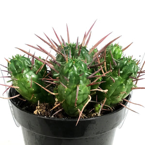 Cactus, 9cm, Euphorbia Ferox