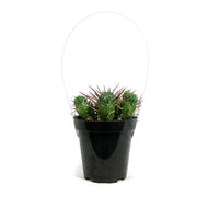 Cactus, 9cm, Euphorbia Ferox